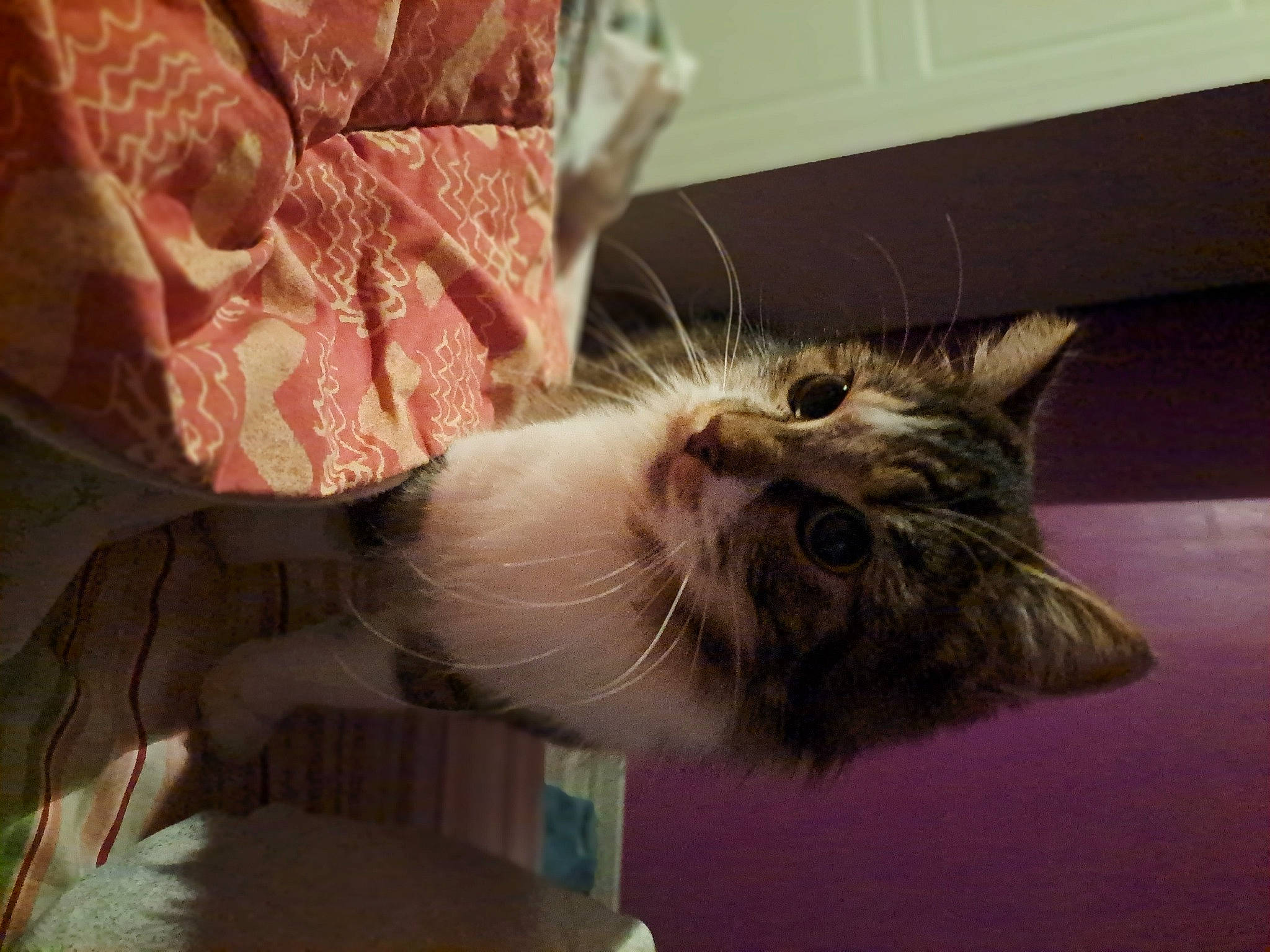 Choupette a rejoint le concours — aidez-le/la à gagner de superbes lots ! carnivore, cat, claw, comfort, domestic_short_haired_cat, felidae, fur, paw, plant, small_to_medium_sized_cats, tail, whiskers