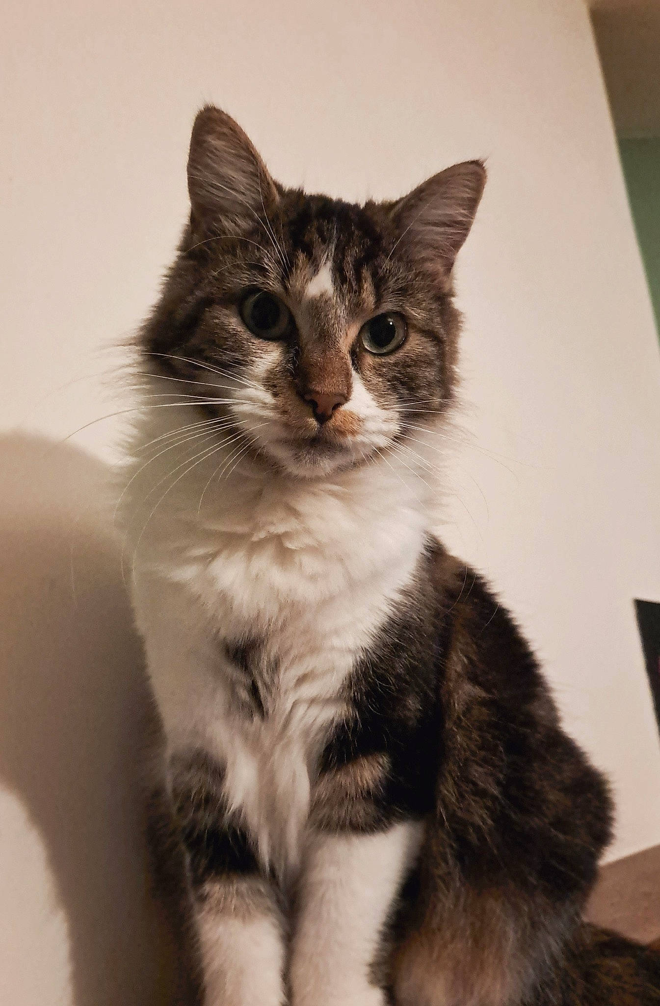 Choupette participe au concours pour gagner de l'argent avec cette photo : carnivore, cat, claw, domestic_short_haired_cat, ear, eye, felidae, fur, monochrome_photography, paw, small_to_medium_sized_cats, snout, tail, terrestrial_animal, whiskers, window