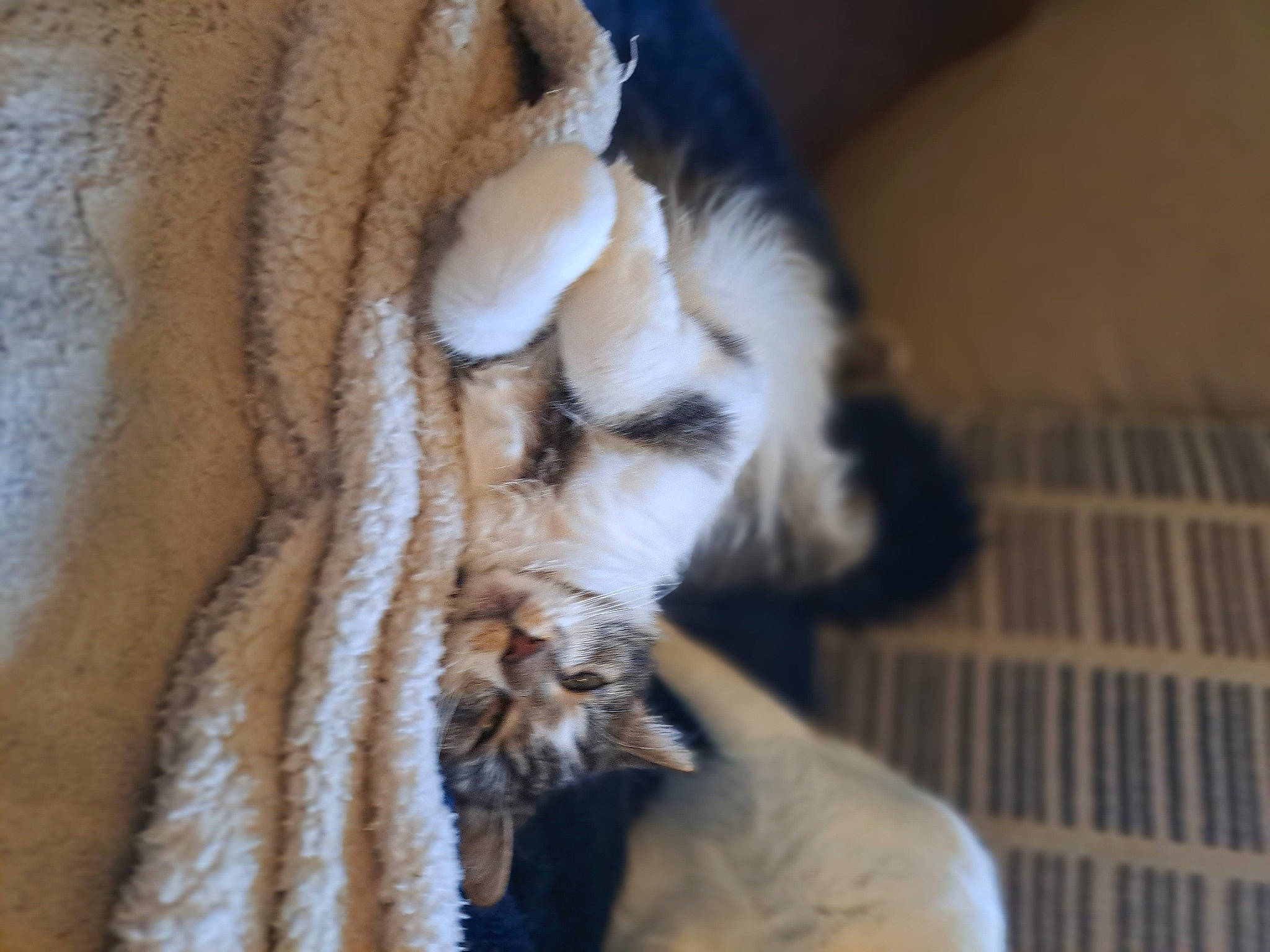 Choupette participe au concours pour gagner de l'argent avec cette photo : canidae, carnivore, cat, claw, comfort, companion_dog, domestic_short_haired_cat, fawn, felidae, fur, linens, nap, paw, small_to_medium_sized_cats, snout, tail, terrestrial_animal, whiskers, wood, wool