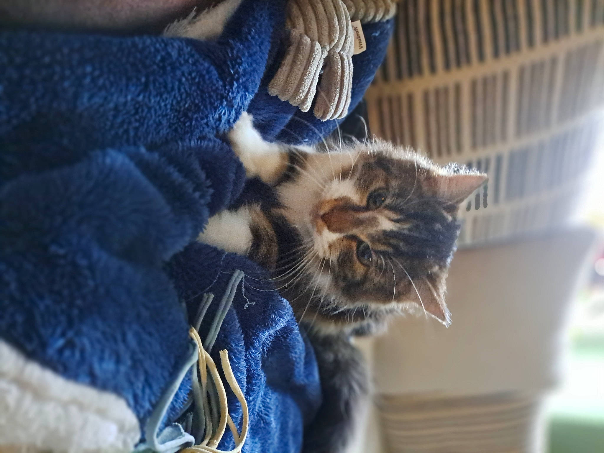 Choupette a rejoint le concours — aidez-le/la à gagner de superbes lots ! carnivore, cat, claw, comfort, domestic_short_haired_cat, electric_blue, felidae, fur, paw, small_to_medium_sized_cats, tail, whiskers, window