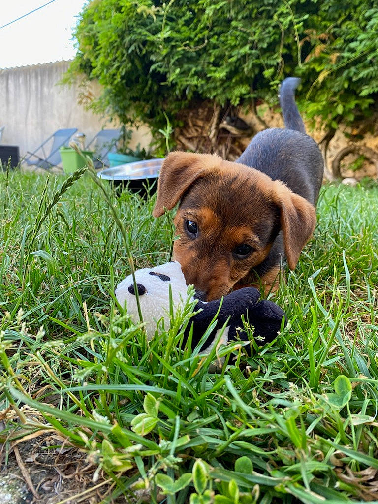 Shelby a rejoint le concours — aidez-le/la à gagner de superbes lots ! canidae, carnivore, companion_dog, dog, dog_breed, fawn, grass, groundcover, herb, hound, hunting_dog, liver, plant, scent_hound, snout, sporting_group, terrestrial_animal, tree, whiskers, working_animal