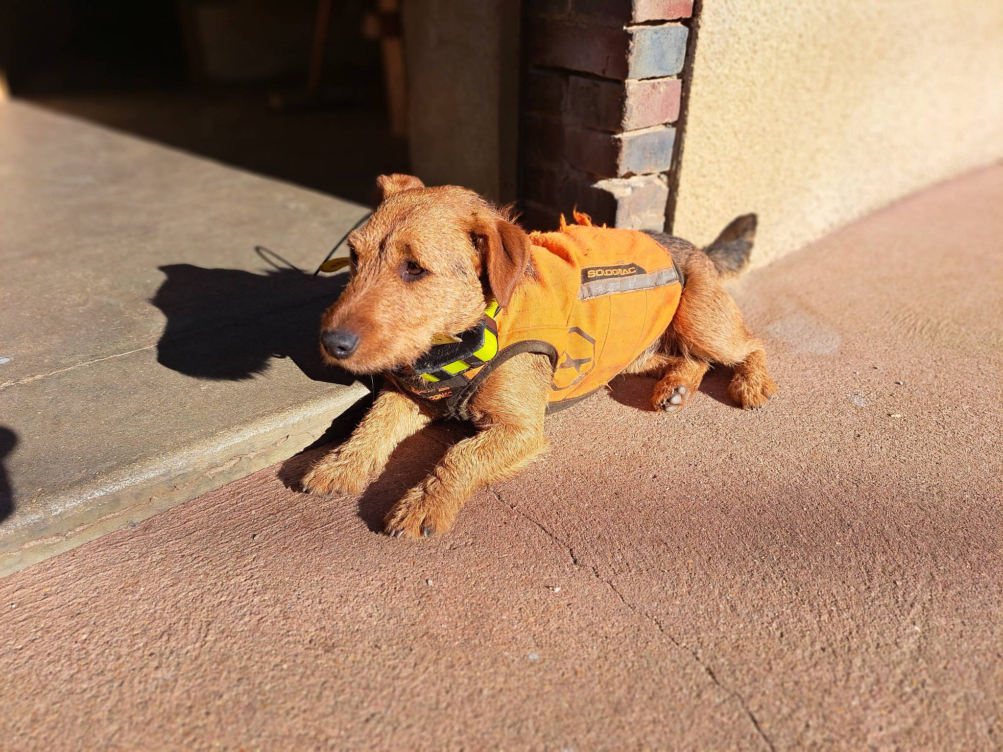 Shelby a rejoint le concours — aidez-le/la à gagner de superbes lots ! asphalt, canidae, carnivore, collar, companion_dog, dog, dog_breed, dog_clothes, dog_supply, fashion_accessory, fawn, flooring, leash, pet_supply, road_surface, snout, sporting_group, tail, wood, working_animal