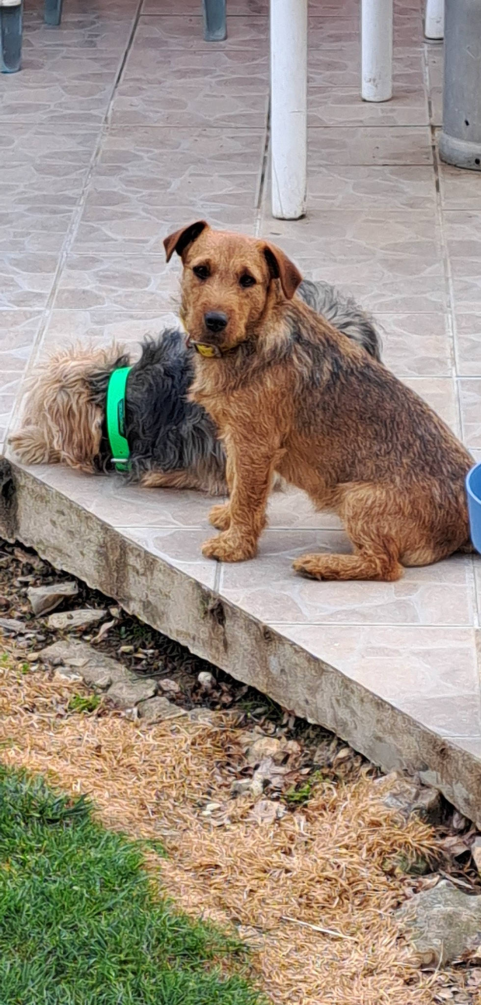 Shelby participe au concours pour gagner de l'argent avec cette photo : airedale_terrier, canidae, carnivore, collar, companion_dog, dog, dog_breed, dog_collar, dog_supply, fawn, leash, pet_supply, road_surface, small_terrier, snout, sporting_group, tail, terrier, working_animal, working_terrier