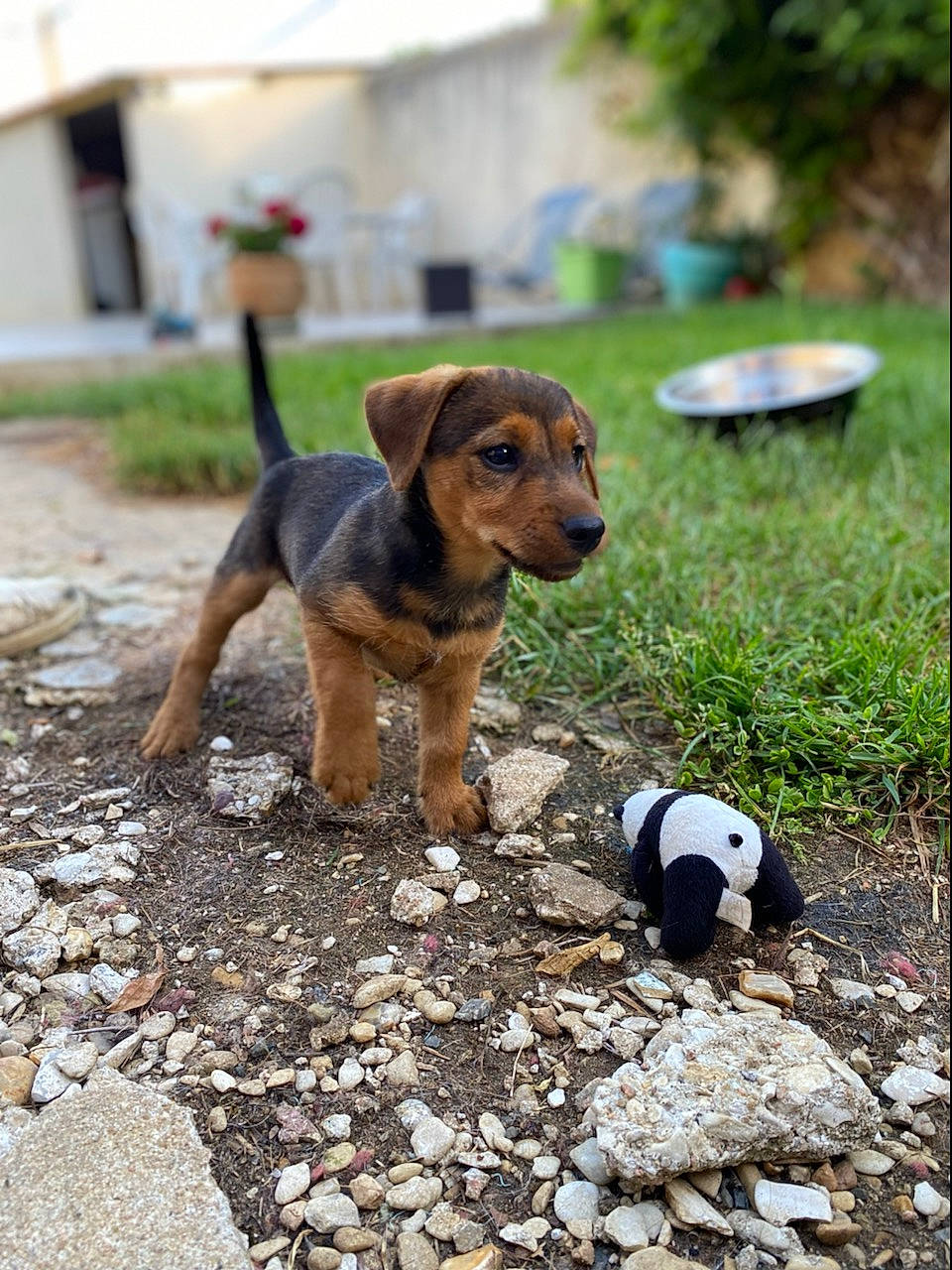 Shelby participe au concours pour gagner de l'argent avec cette photo : adventure, canidae, carnivore, companion_dog, dog, dog_breed, dog_supply, fawn, grass, hound, leash, plant, rock, scent_hound, snout, soil, sporting_group, tail, terrestrial_animal, working_animal