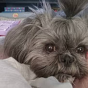 Callie is registered to the contest to win money with this photo: dog, close_up, gray_fur, fluffy, pet, cute, indoor, blanket, resting, pony_tail, face, fur, animal, companion, cute_pet, domestic_animal, portrait, soft_texture, cozy, relaxed