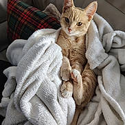 Lufy a rejoint le concours — aidez-le/la à gagner de superbes lots ! animal, beige_cat, blanket, cat, comfort, couch, cozy, cute, ears, fur, furniture, indoor, paw, pet, plaid_pillow, relaxed, resting, soft_texture, whiskers, white_blanket