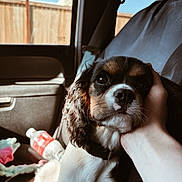 Bug is registered to the contest to win money with this photo: dog, puppy, car_interior, seat, hand, sunlight, window, fence, collar, closeup, pet, animal, domestic_animal, cute, fur, nurturing, human_animal_interaction, resting, comfort, cozy