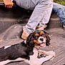 Bug joined the competition — help win amazing prizes! dog, puppy, cavalier_king_charles_spaniel, tricolor, tongue_out, lying_down, truck_bed, jeans, boots, people, outdoor, pet, happy, leash, closeup, animal, canine, smiling, relaxed, daylight