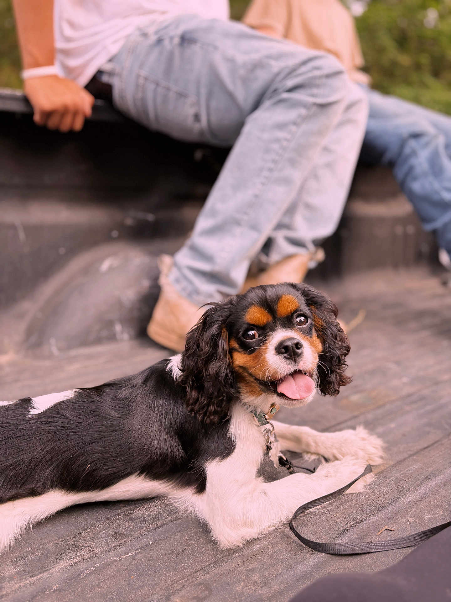 Bug joined the competition — help win amazing prizes! dog, puppy, cavalier_king_charles_spaniel, tricolor, tongue_out, lying_down, truck_bed, jeans, boots, people, outdoor, pet, happy, leash, closeup, animal, canine, smiling, relaxed, daylight