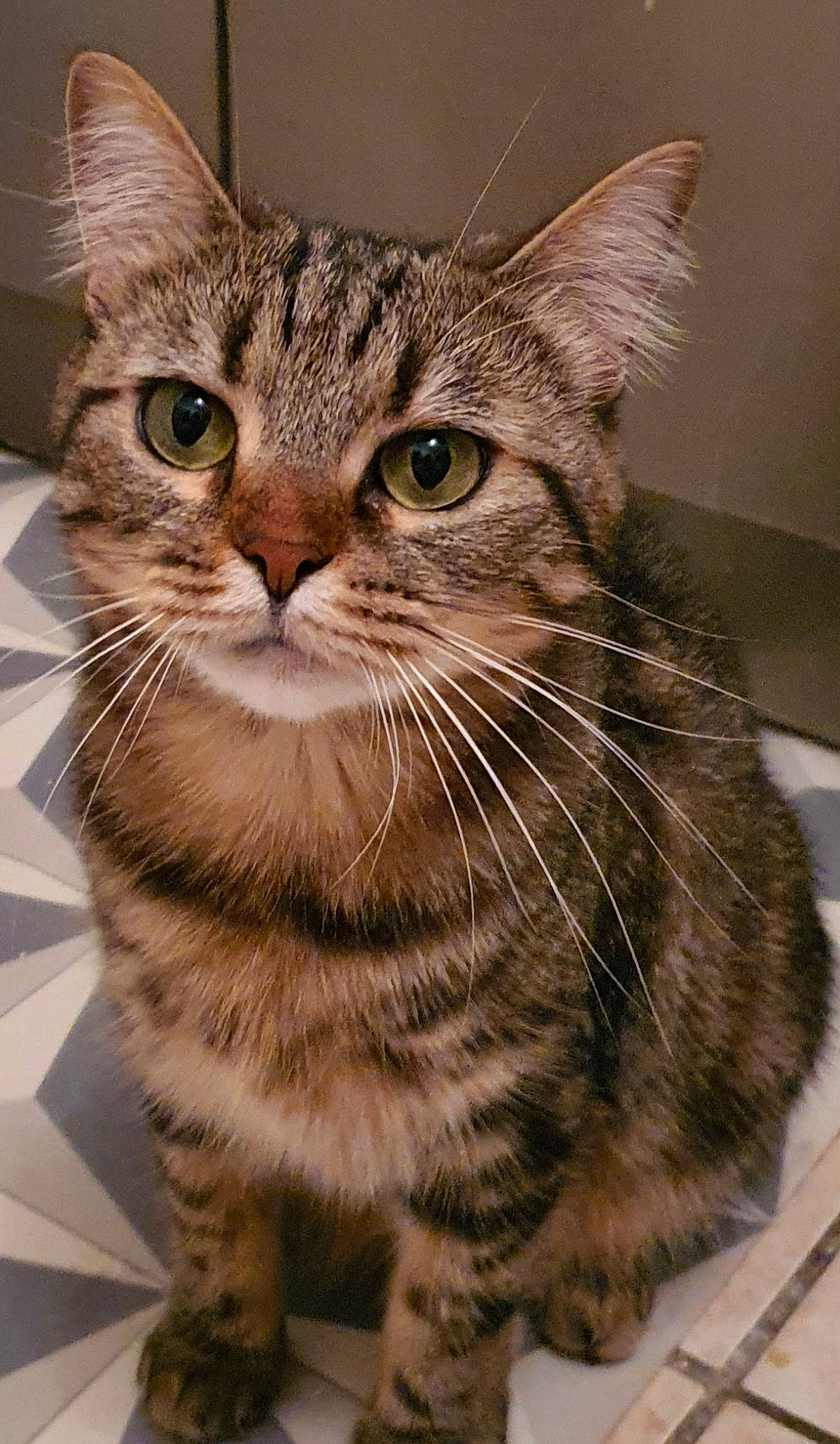 Grisette a rejoint le concours — aidez-le/la à gagner de superbes lots ! aegean_cat, american_bobtail, american_shorthair, american_wirehair, asian, australian_mist, bengal, carnivore, cat, domestic_short_haired_cat, dragon_li, european_shorthair, felidae, mammal, pixie_bob, small_to_medium_sized_cats, tabby_cat, toyger, vertebrate, whiskers