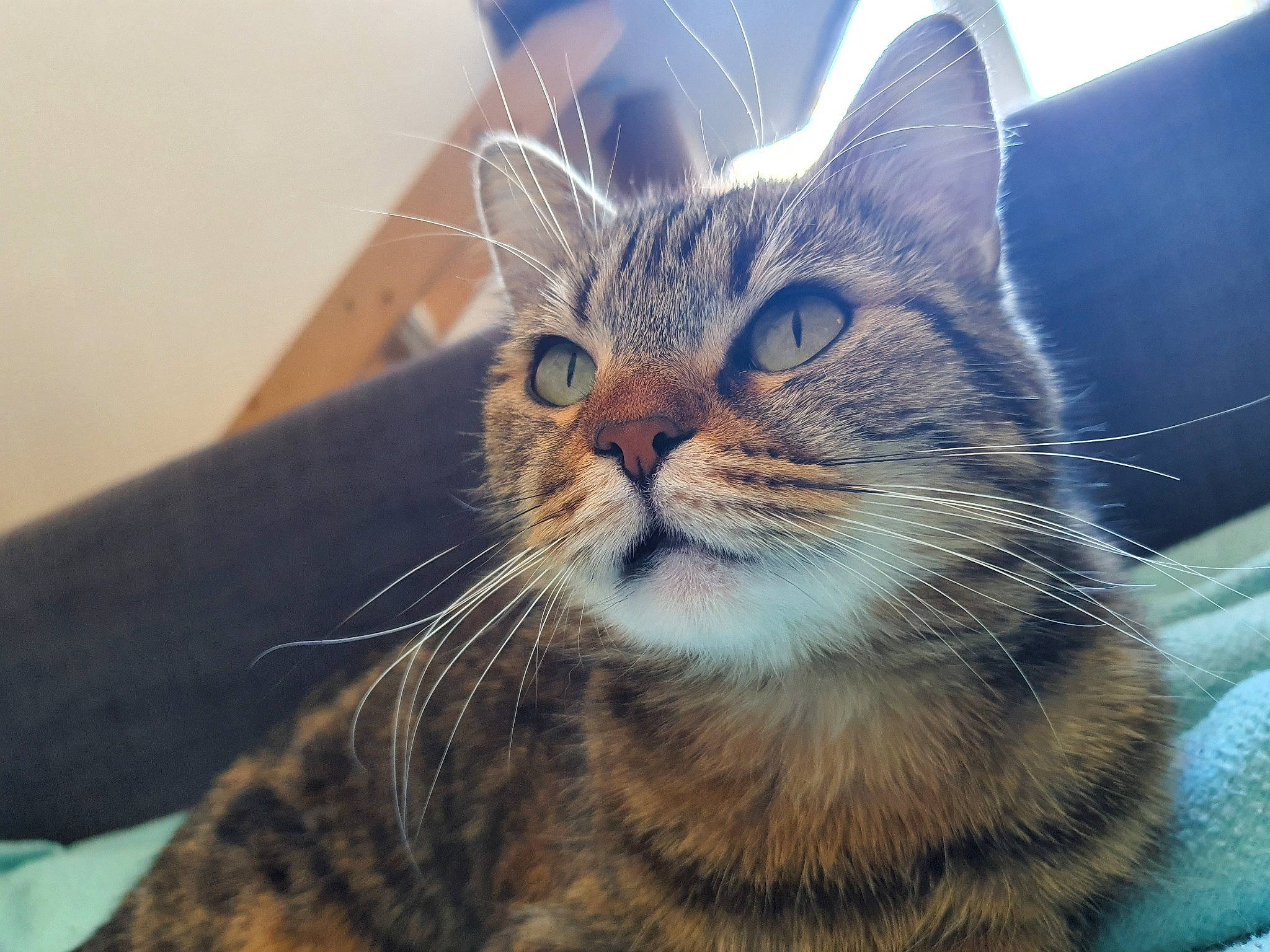 Grisette a rejoint le concours — aidez-le/la à gagner de superbes lots ! aegean_cat, american_shorthair, american_wirehair, asian, california_spangled, carnivore, cat, domestic_short_haired_cat, dragon_li, european_shorthair, eye, felidae, kitten, mammal, nose, sky, small_to_medium_sized_cats, snout, tabby_cat, whiskers