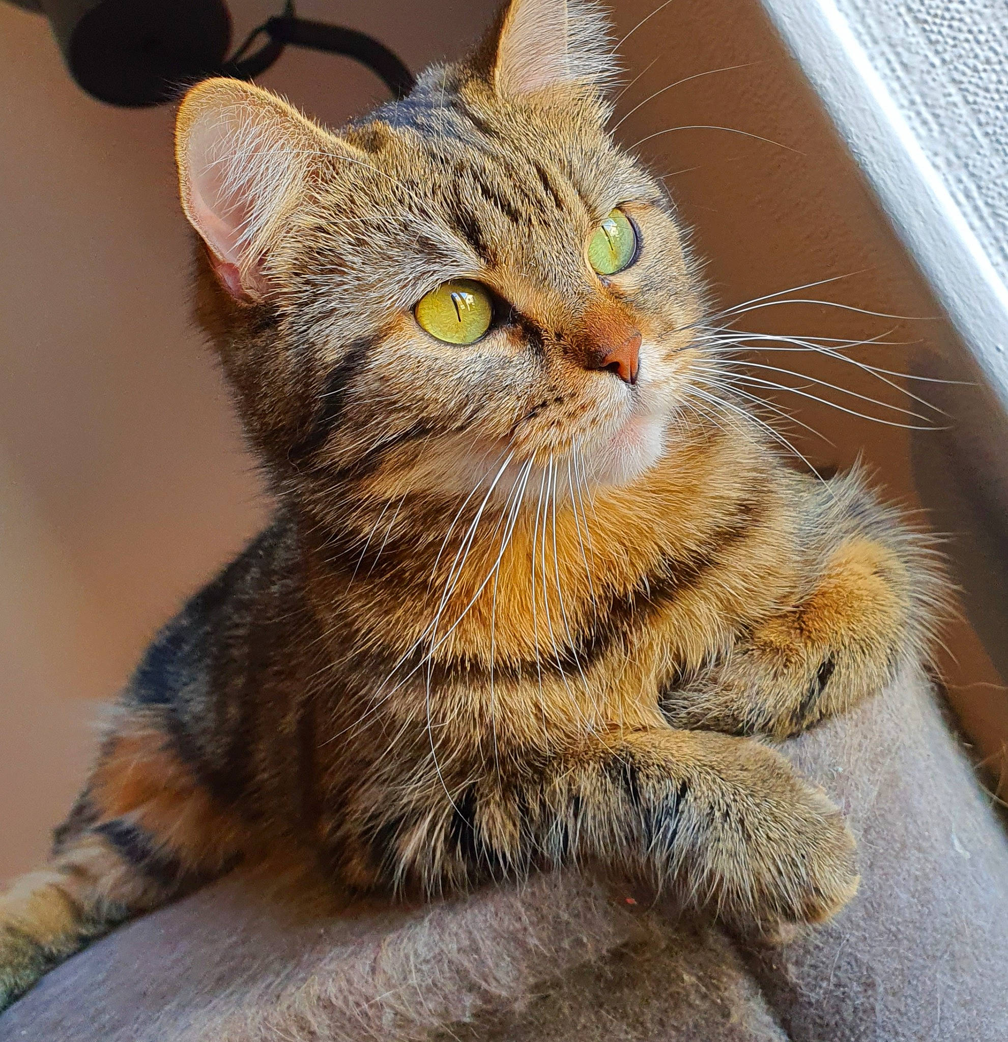 Grisette participe au concours pour gagner de l'argent avec cette photo : aegean_cat, american_shorthair, american_wirehair, asian, california_spangled, carnivore, cat, close_up, domestic_short_haired_cat, dragon_li, european_shorthair, eye, felidae, kitten, mammal, pixie_bob, small_to_medium_sized_cats, snout, tabby_cat, whiskers