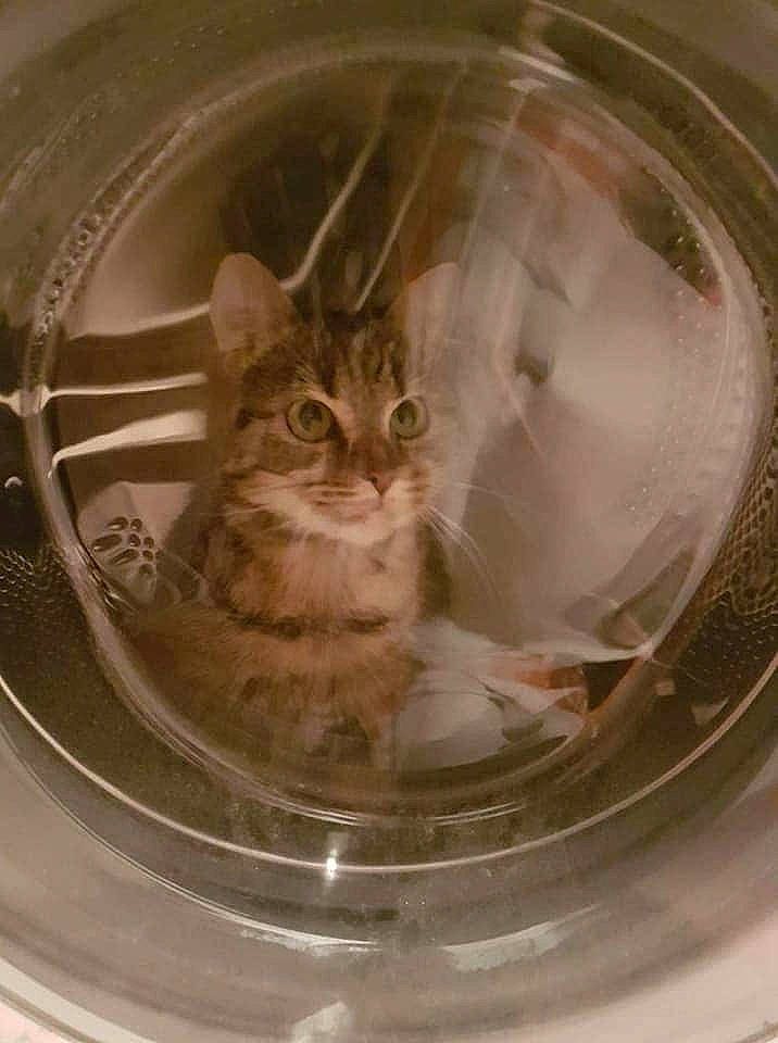 Grisette a rejoint le concours — aidez-le/la à gagner de superbes lots ! asian, carnivore, cat, domestic_short_haired_cat, european_shorthair, fawn, felidae, kitten, small_to_medium_sized_cats, snout, washing, whiskers