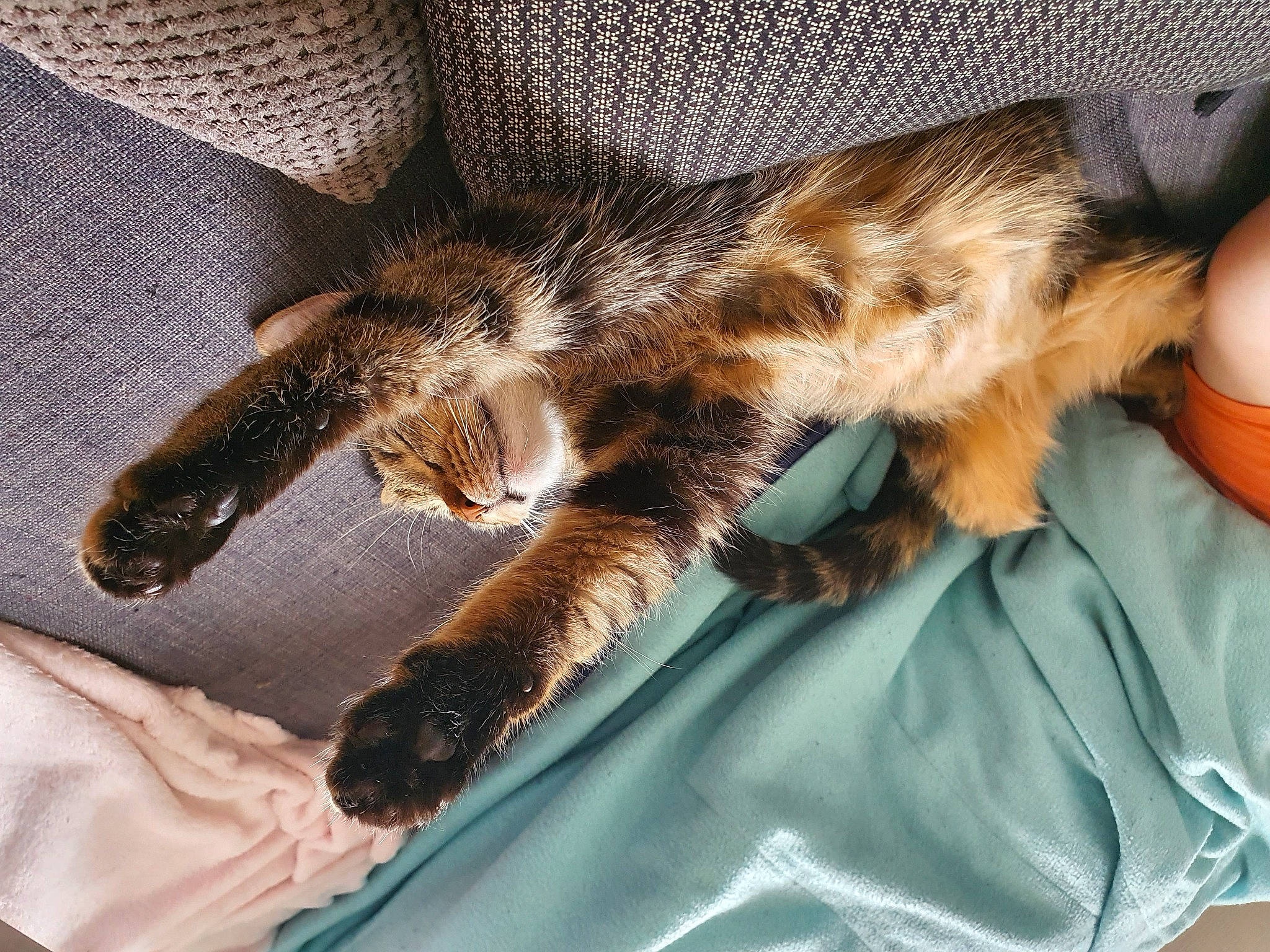 Grisette a rejoint le concours — aidez-le/la à gagner de superbes lots ! asian, carnivore, cat, claw, dragon_li, european_shorthair, felidae, fur, kitten, nap, paw, pixie_bob, sleep, small_to_medium_sized_cats, tabby_cat, tail, whiskers