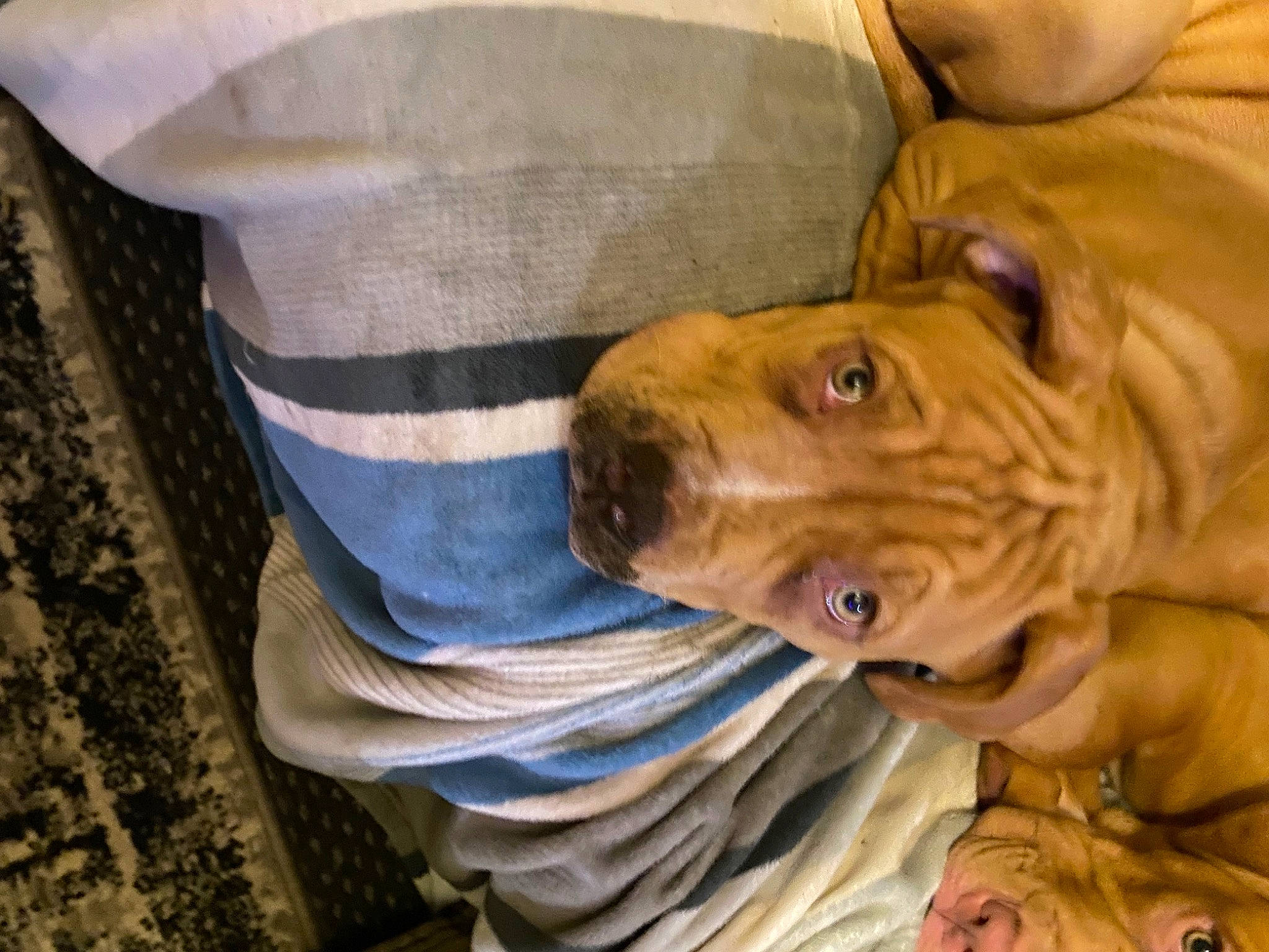 Coral is registered to the contest to win money with this photo: art, big_cats, carnivore, comfort, companion_dog, dog, dog_breed, fawn, felidae, fur, liver, molosser, snout, sporting_group, terrestrial_animal, whiskers, wildlife, wood, working_animal, wrinkle