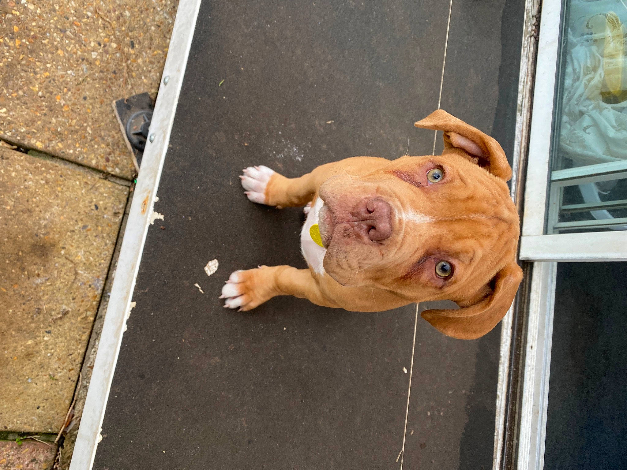 Coral is registered to the contest to win money with this photo: asphalt, canidae, carnivore, companion_dog, concrete, dog, dog_breed, fawn, gas, ingredient, road_surface, sidewalk, snout, sporting_group, tail, terrestrial_animal, toy, wood, working_animal, wrinkle