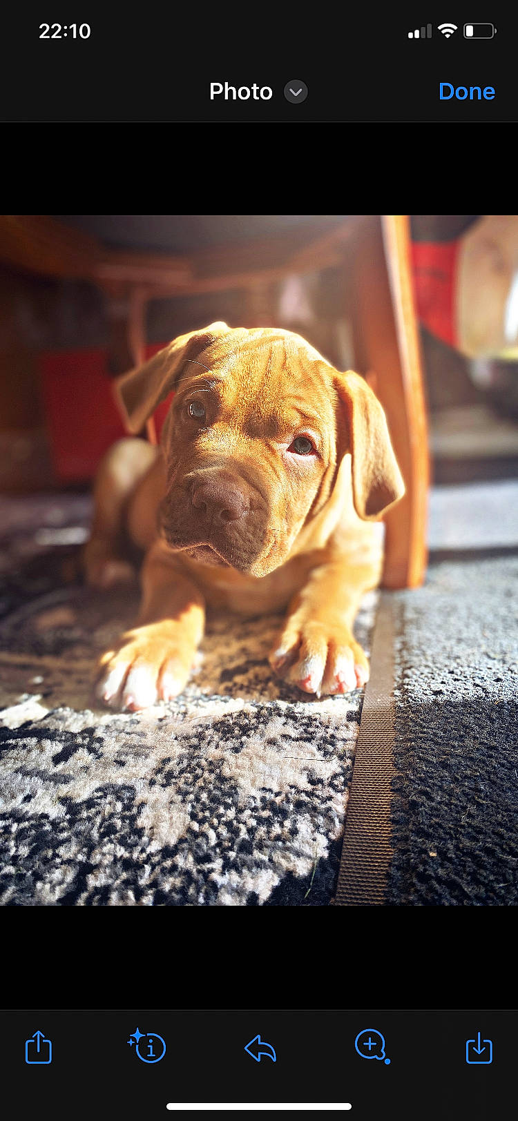 Dozer is registered to the contest to win money with this photo: canidae, carnivore, companion_dog, dog, dog_breed, fawn, flooring, guard_dog, liver, molosser, non_sporting_group, snout, sporting_group, terrestrial_animal, whiskers, wood, working_animal, working_dog, wrinkle