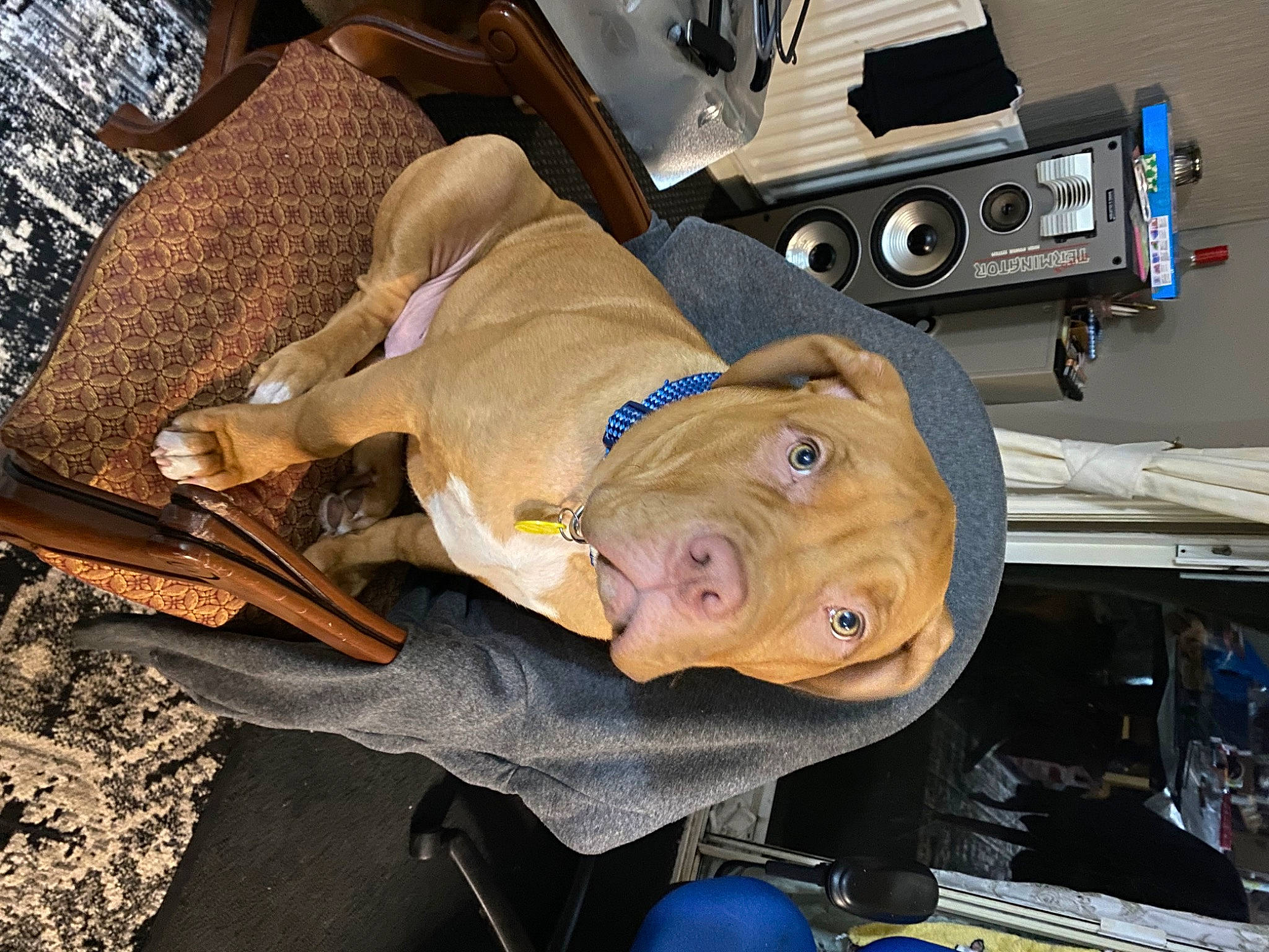 Dozer joined the competition — help win amazing prizes! astronaut, auto_part, ball, hat, machine, motor_vehicle, personal_protective_equipment, wood