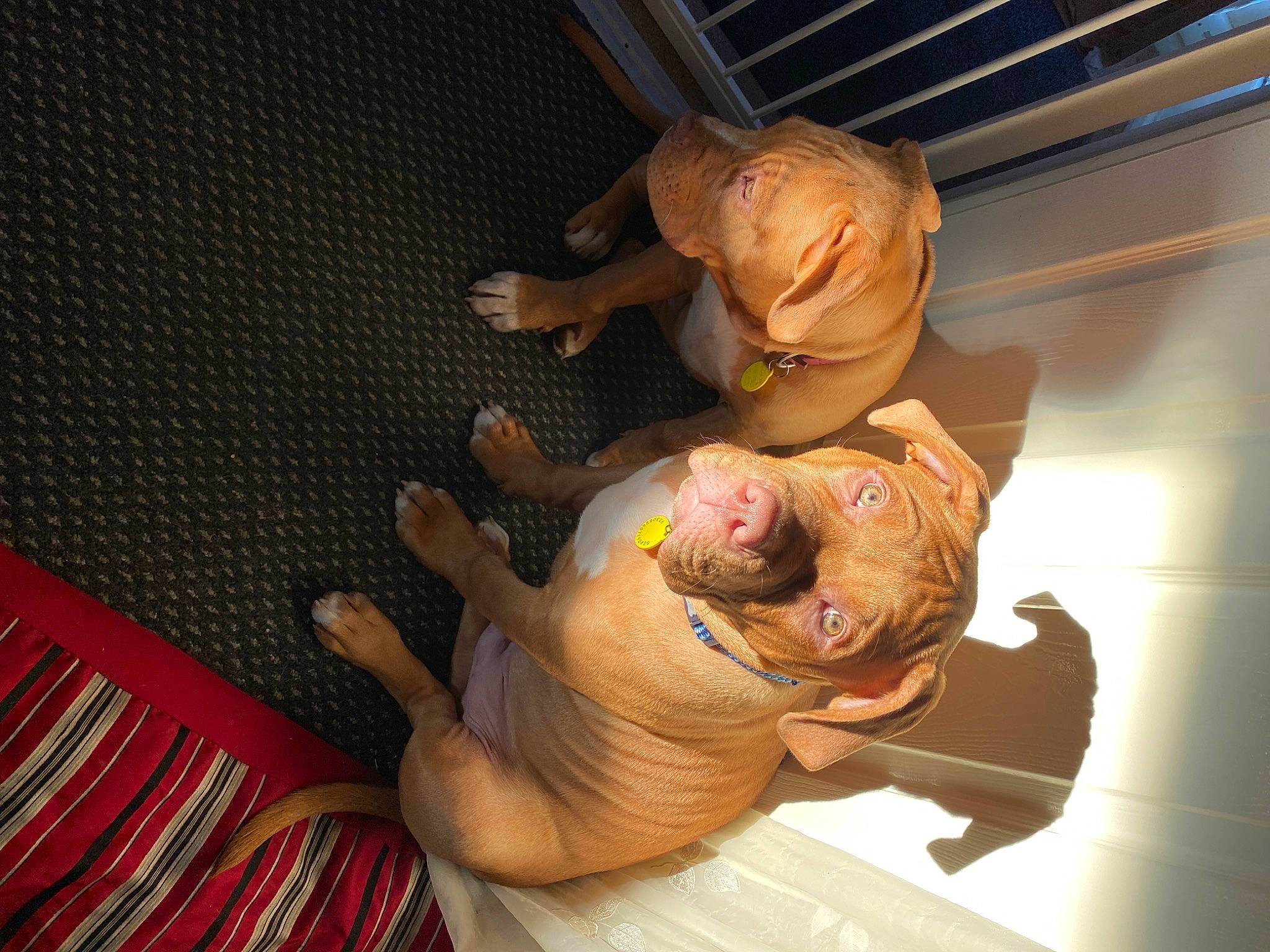 Dozer is registered to the contest to win money with this photo: comfort, event, fawn, flesh, fun, human_leg, knee, nail, room, smile, thigh, thumb, toy, visual_arts, wood, wrinkle, wrist