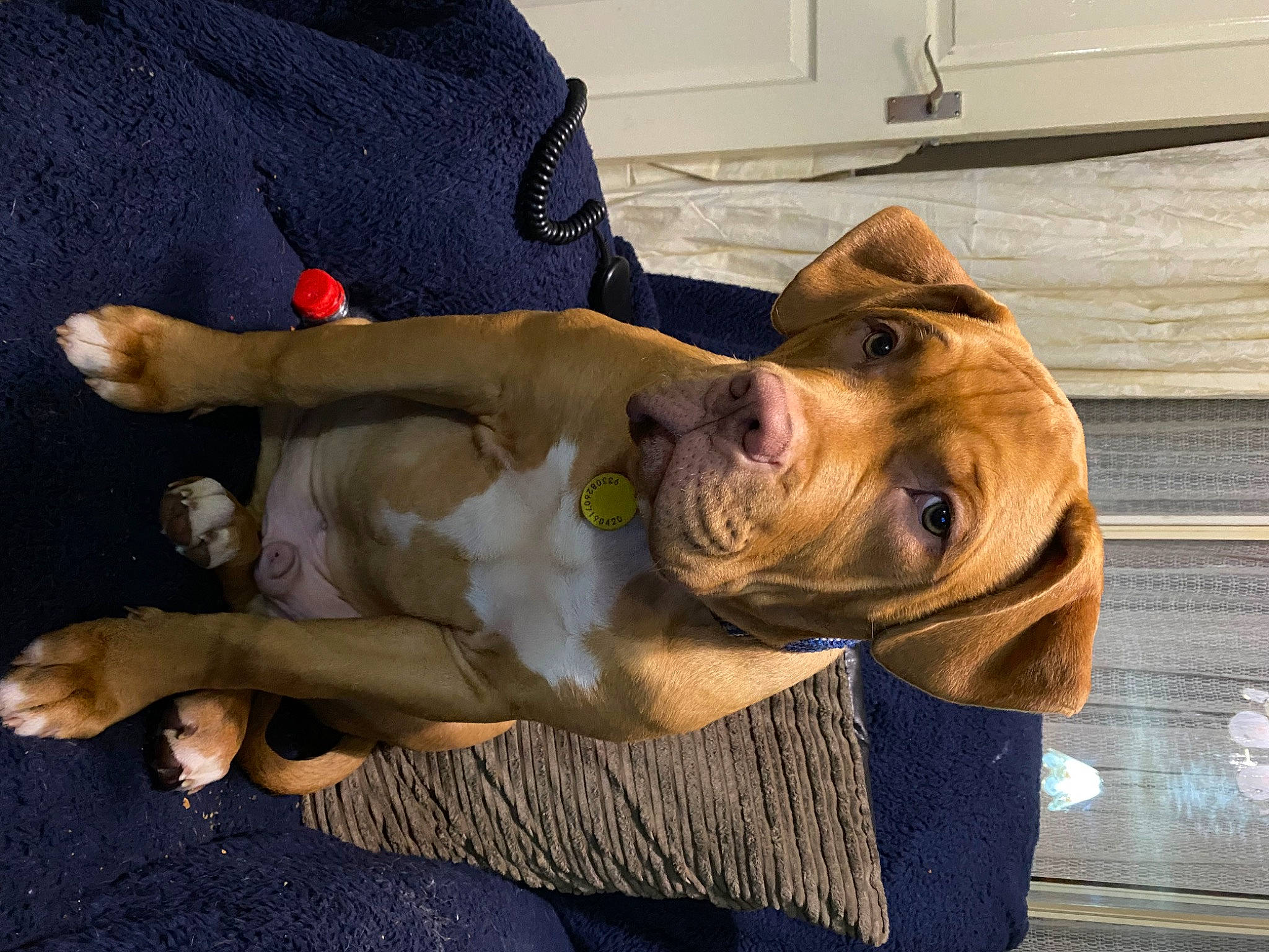 Dozer is registered to the contest to win money with this photo: canidae, carnivore, comfort, companion_dog, dog, dog_breed, fawn, fur, guard_dog, head, human_leg, liver, sporting_group, wood, working_animal, wrinkle