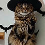 animal, bat_decorations, cat, costume, cute, decor, feline, fire_effect, fluffy, funny, halloween, holiday, indoor, pet, sitting, spooky, tabby_cat, wall, witch_hat, wooden_shelf