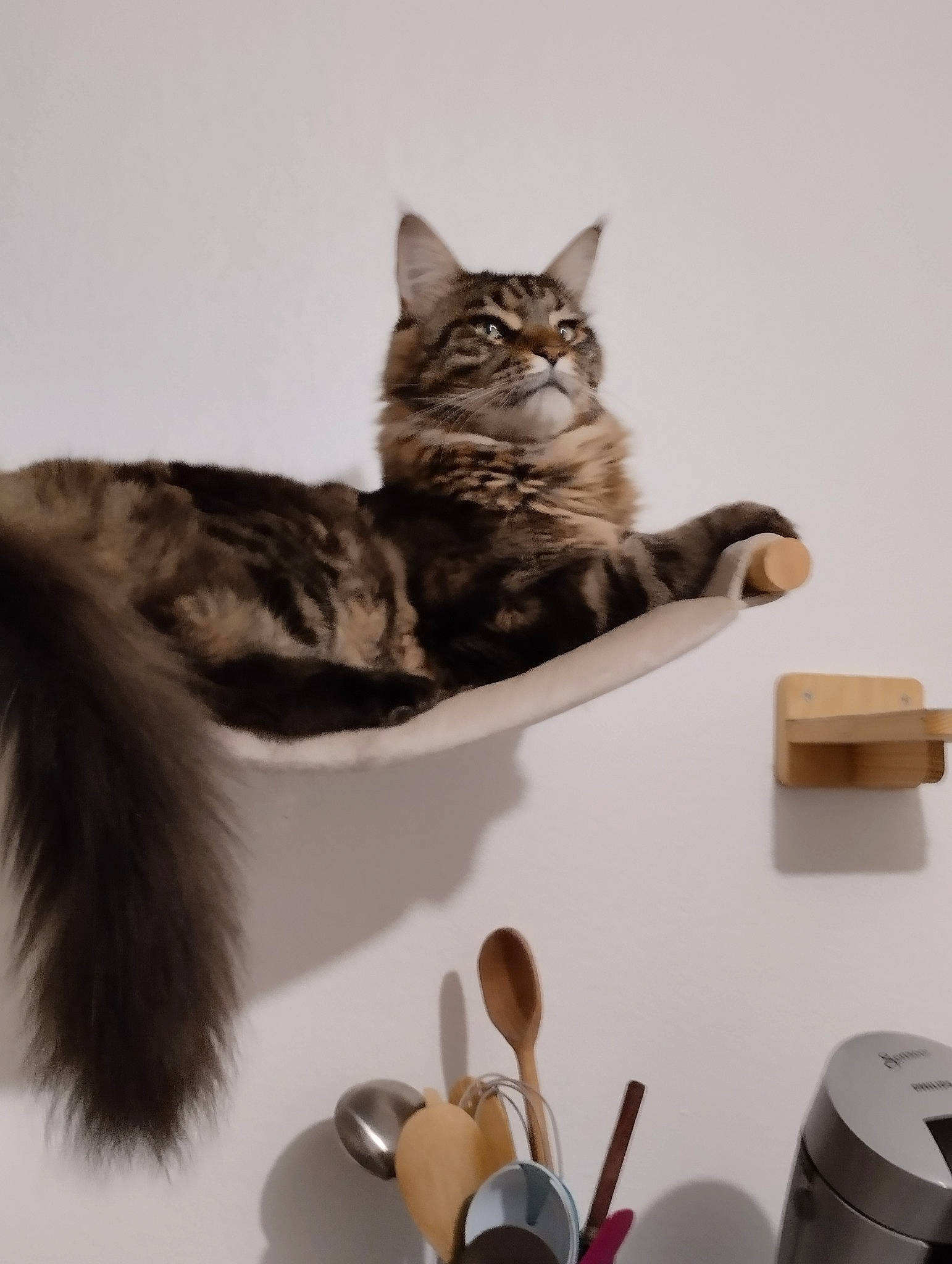 Samy a rejoint le concours — aidez-le/la à gagner de superbes lots ! art, carnivore, cat, domestic_short_haired_cat, felidae, fur, grey, household_supply, office_supplies, paper_towel, paw, room, shelf, small_to_medium_sized_cats, snout, tail, toilet_paper, toy, whiskers, wood