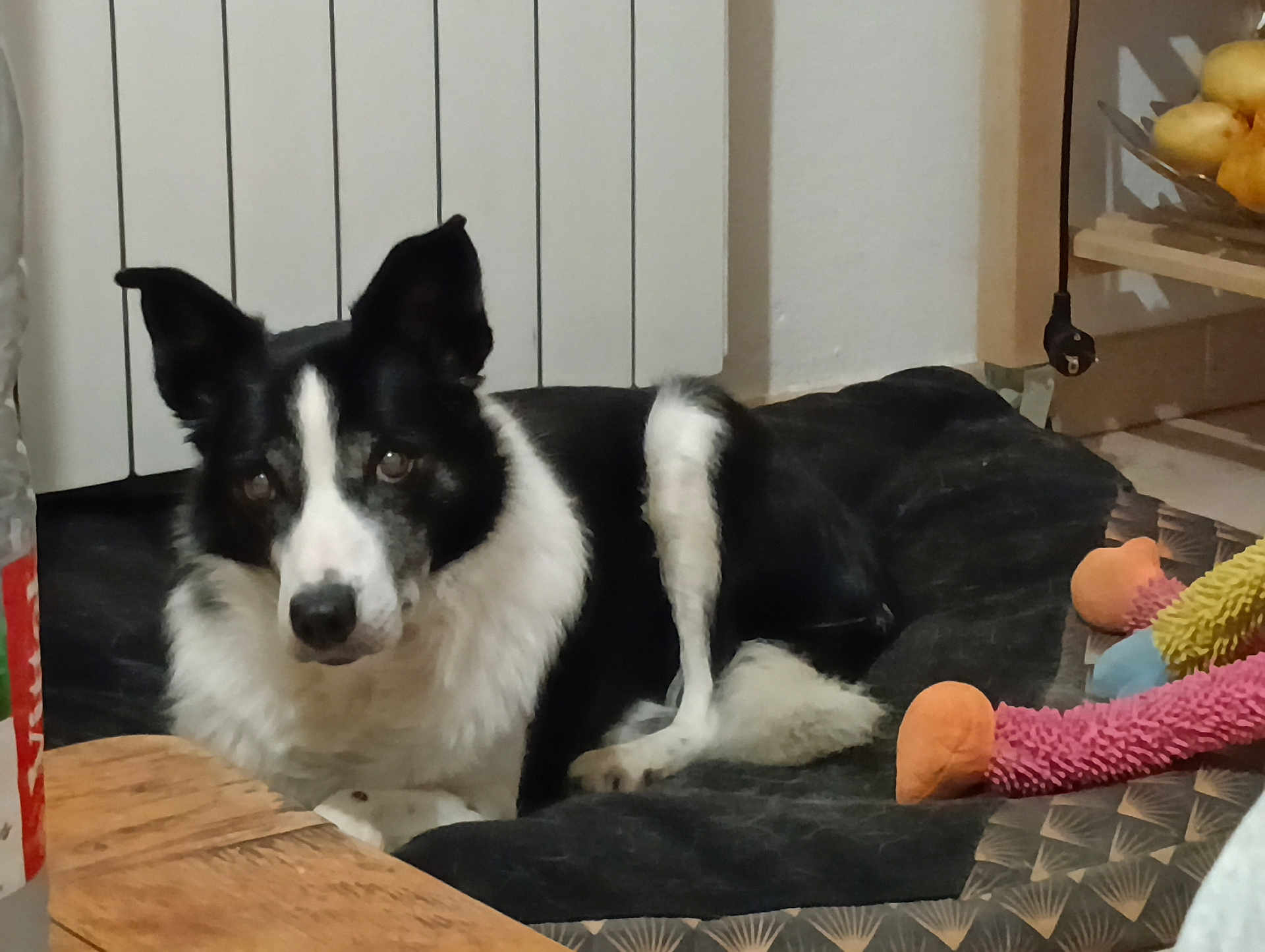 Guss a rejoint le concours — aidez-le/la à gagner de superbes lots ! dog, black_and_white, indoor, pet_bed, toy, cushion, wooden_table, lemons, bowl, floor, relaxed, animal, fur, ears, nose, face, home, domestic_animal, resting, comfort