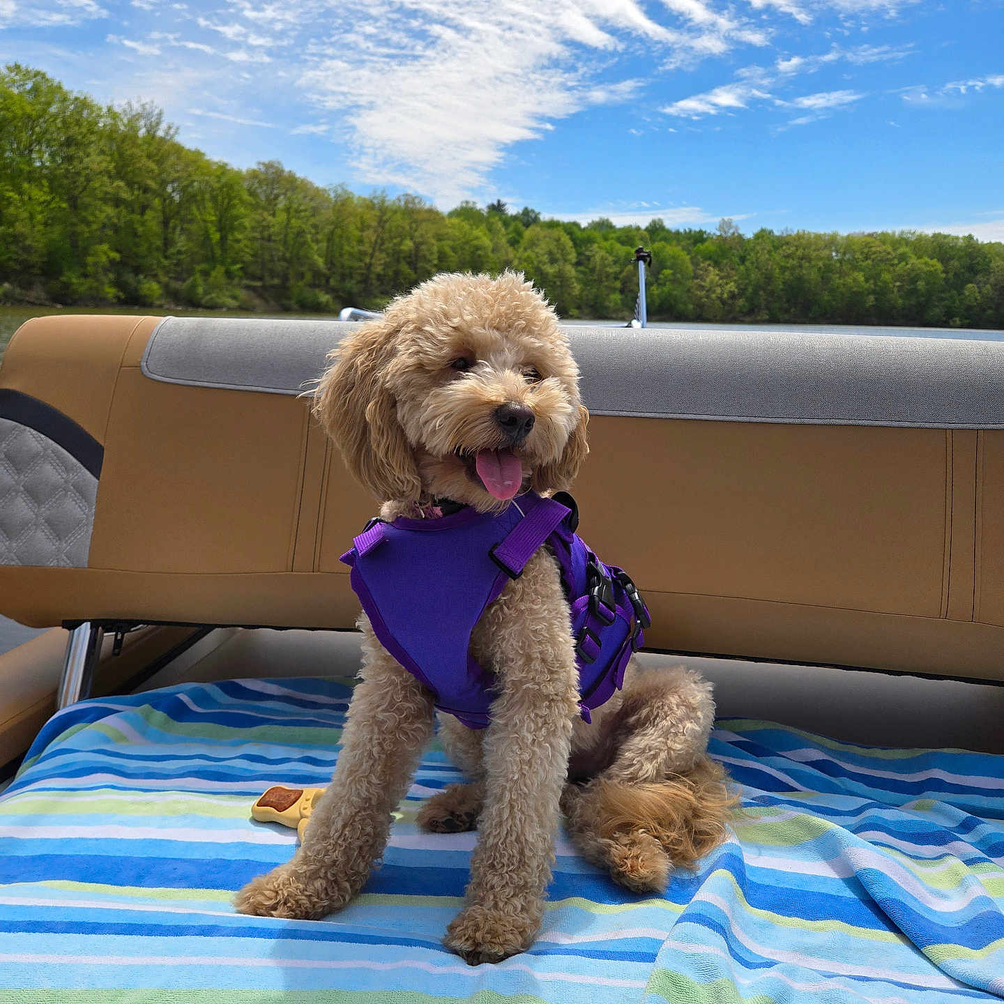 Gracie is registered to the contest to win money with this photo: bench, boat, canine, clouds, curly_hair, dog, happy, lake, nature, outdoor, pet, purple_harness, sky, striped_towel, summer, sunny, tongue_out, towel, trees, water