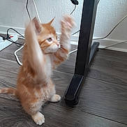 Tigrou a rejoint le concours — aidez-le/la à gagner de superbes lots ! kitten, cat, orange_cat, white_cat, indoor, wooden_floor, desk_leg, cables, playful, pet, feline, fur, small_cat, curious, animal, home, floor, paw, side_view, young_cat