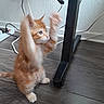 kitten, cat, orange_cat, white_cat, indoor, wooden_floor, desk_leg, cables, playful, pet, feline, fur, small_cat, curious, animal, home, floor, paw, side_view, young_cat