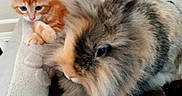 Tigrou participe au concours pour gagner de l'argent avec cette photo : kitten, rabbit, orange_cat, fluffy, cute, pet, animal, furry, indoor, cozy, soft, resting, curious, small_animal, friendship, domestic, young, close_up, companions, relaxing