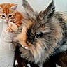 kitten, rabbit, orange_cat, fluffy, cute, pet, animal, furry, indoor, cozy, soft, resting, curious, small_animal, friendship, domestic, young, close_up, companions, relaxing