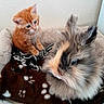 kitten, bunny, rabbit, orange_cat, fluffy, pet_bed, blanket, indoor, cute, animal, furry, small_animal, domestic, curious, soft_texture, cozy, closeup, friendship, resting, companion
