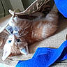 kitten, cat, orange_cat, blue_eyes, bag, woven_bag, texture, tag, paws, playful, curious, indoor, closeup, pet, cute, feline, cozy, fabric, blue_strap, resting