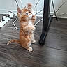 kitten, cat, orange_cat, pet, indoor, floor, wood_floor, cables, power_strip, desk, playful, furniture_leg, wall, curious, animal, young_cat, small_pet, standing, paw, fur