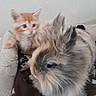 kitten, bunny, pet_bed, furry, orange_kitten, fluffy_bunny, animal, indoor, cozy, cute, blurred, small_pet, resting, fur, companion, soft, domestic, young_animal, close_up, cute_animals