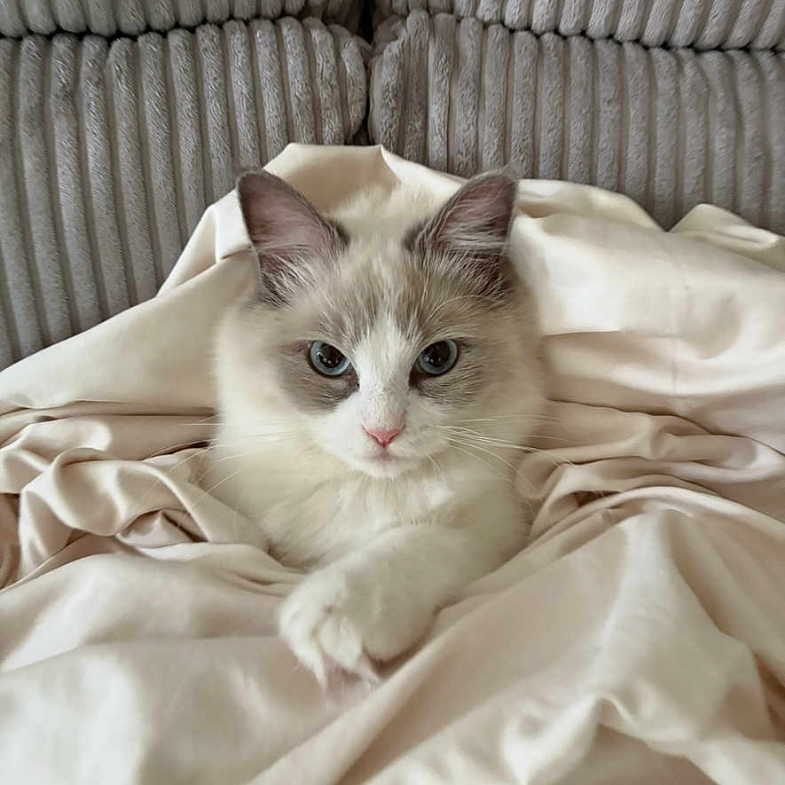 Coco is registered to the contest to win money with this photo: animal_face, blanket, blue_eyes, cat, close_up, couch, cozy, cute, domestic_animal, feline, fluffy, fur, gray_fur, indoor, pet, portrait, relaxed, resting, soft_texture, white_fur