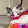 kitten, cat, blue_eyes, fluffy, toy, colorful, furry, playful, pet, indoor, carpet, close_up, cute, animal, whiskers, paw, soft, young, hiding, peekaboo