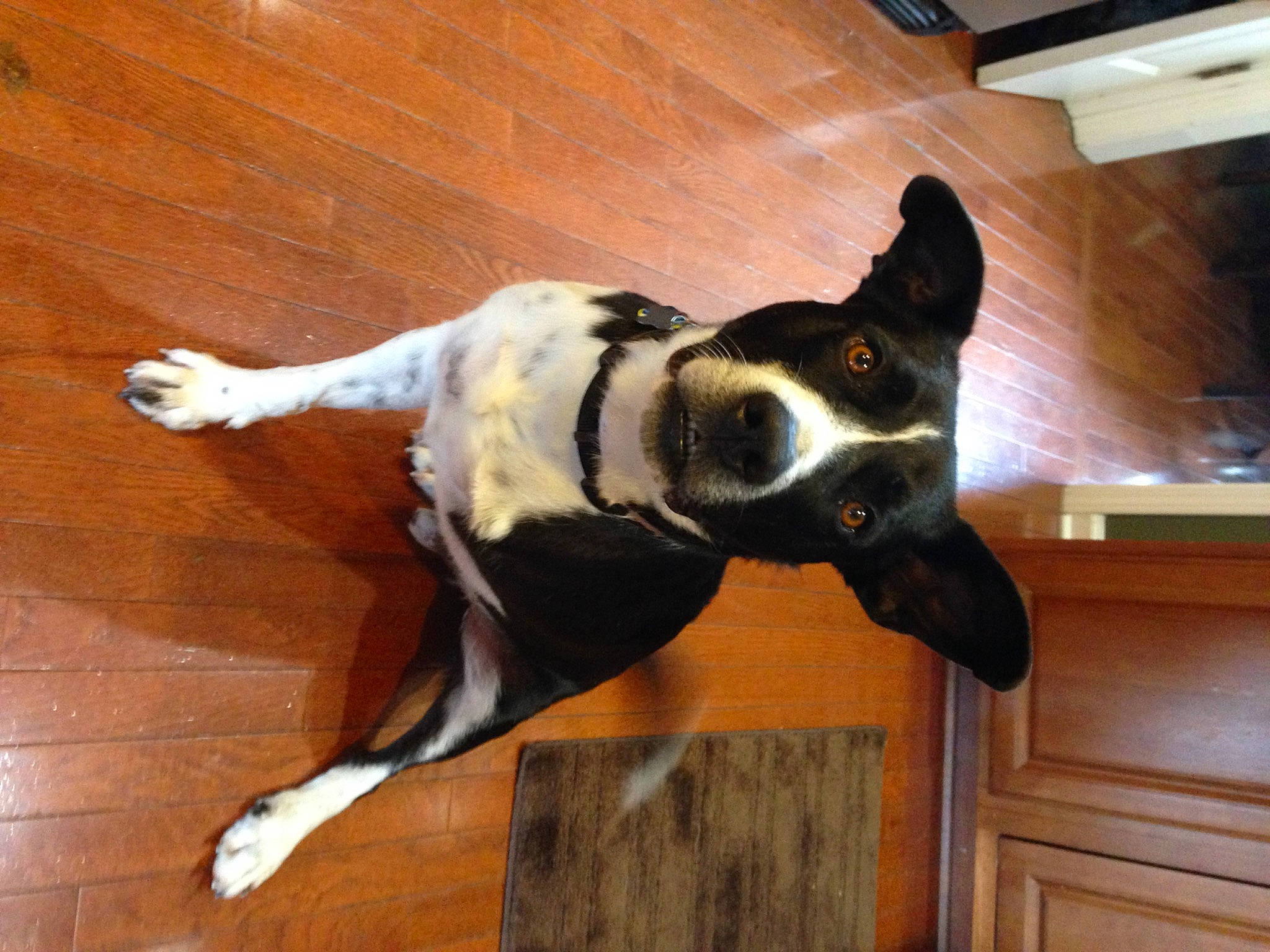 Skipper joined the competition — help win amazing prizes! carnivore, collar, companion_dog, dog, dog_breed, dog_collar, dog_supply, fawn, floor, flooring, hardwood, laminate_flooring, pet_supply, tail, varnish, whiskers, wood, wood_flooring, wood_stain, working_animal