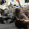 Ozzie joined the competition — help win amazing prizes! cat, black_cat, furry, long_hair, green_eyes, whiskers, ears, animal, pet, couch, indoors, home, relaxed, lounging, close_up, portrait, soft_focus, cozy, blurred_background, cuddle
