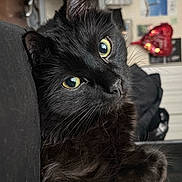 Ozzie is registered to the contest to win money with this photo: cat, black_cat, feline, pet, animal, fur, whiskers, green_eyes, yellow_eyes, pointed_ears, long_hair, sitting, lounging, portrait, indoor, home, couch, close_up, shiny_fur, curious