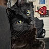 cat, black_cat, feline, pet, animal, fur, whiskers, green_eyes, yellow_eyes, pointed_ears, long_hair, sitting, lounging, portrait, indoor, home, couch, close_up, shiny_fur, curious