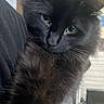 Ozzie joined the competition — help win amazing prizes! cat, black_cat, fluffy, long_hair, feline, pet, animal, portrait, close_up, green_eyes, whiskers, pointed_ears, indoor, home, couch, cozy, dark_fur, curious, photobomb, close_companion