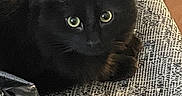 Ozzie is registered to the contest to win money with this photo: cat, black_cat, feline, pet, animal, green_eyes, sitting, lounging, close_up, portrait, indoors, armchair, furniture, textured_fabric, home, relaxed, alert, whiskers, ears, dark_fur