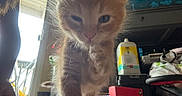 Tigger joined the competition — help win amazing prizes! kitten, cat, orange_cat, indoor, curious, close_up, pet, animal, feline, paw, young, mischievous, household, carpet, box, container, door, window, light, shadow