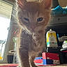 kitten, cat, orange_cat, indoor, curious, close_up, pet, animal, feline, paw, young, mischievous, household, carpet, box, container, door, window, light, shadow
