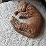 kitten, cat, sleeping, orange_cat, fur, pet, cozy, blanket, soft, resting, indoor, cute, animal, feline, young_cat, curled_up, peaceful, nap, comfort, quiet