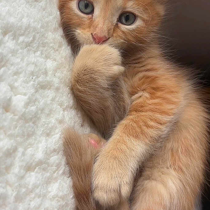 Tigger