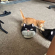 Tigger joined the competition — help win amazing prizes! kitten, cat, slipper, carpet, indoor, living_room, furniture, brown_couch, orange_cat, paw, floor, toy, playful, pet, animal, home, chair, footwear, cozy, domestic