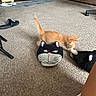 kitten, cat, slipper, carpet, indoor, living_room, furniture, brown_couch, orange_cat, paw, floor, toy, playful, pet, animal, home, chair, footwear, cozy, domestic